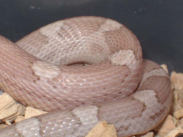 Motley ghost cuerpo feb'09.JPG