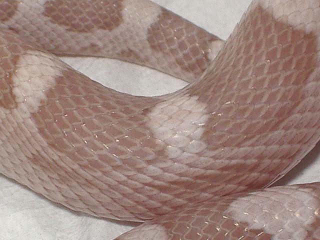 motley ghost cuerpo.jpg