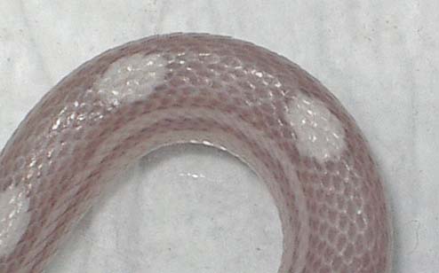 Motley ghost detalle.jpg