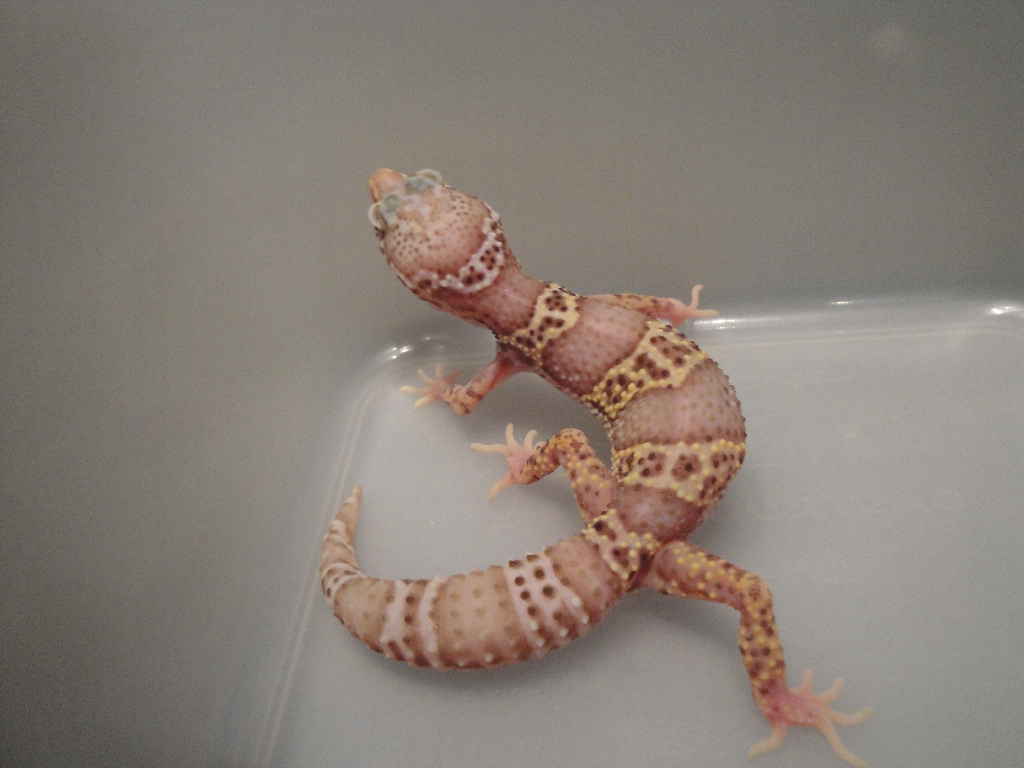 MSB Pos Het Eclipse, H