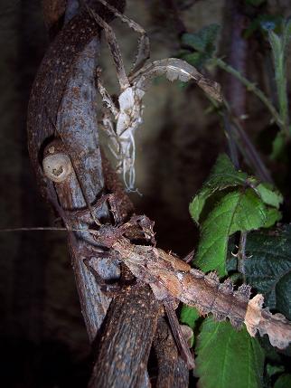 muda heteropteryx.JPG