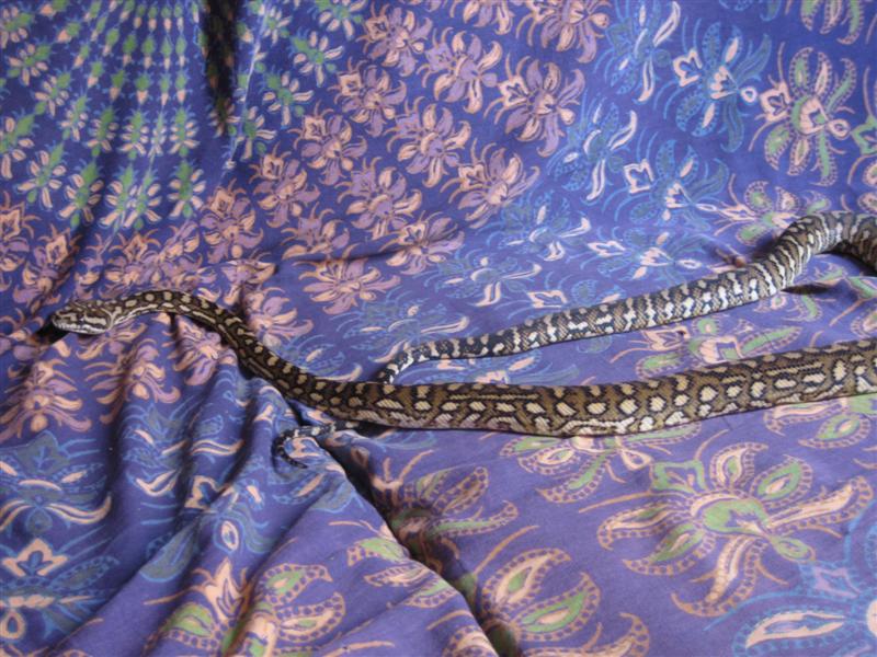 mudadas 082 (Medium).jpg