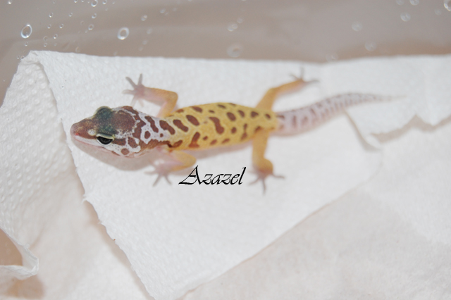 murphy patternless baby.jpg