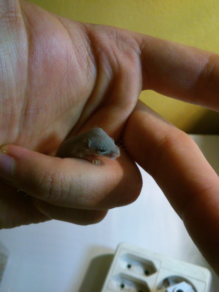 mus recien destetao.jpg