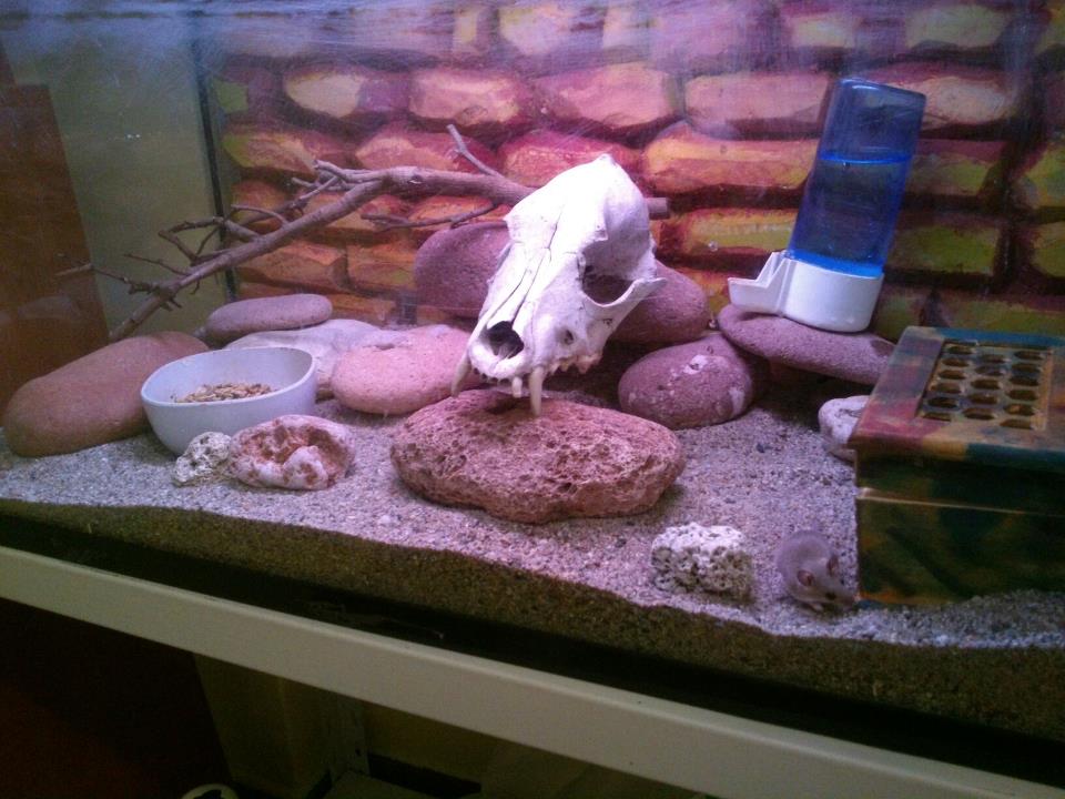 mus terrario cambio.jpg