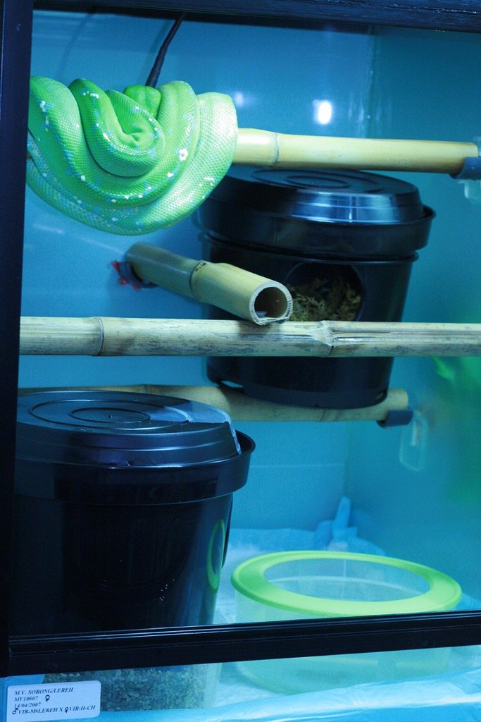 MV10#07 Hembra Sorong Lereh II