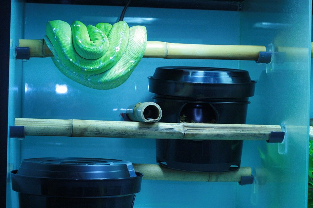 MV10#07 Hembra Sorong Lereh