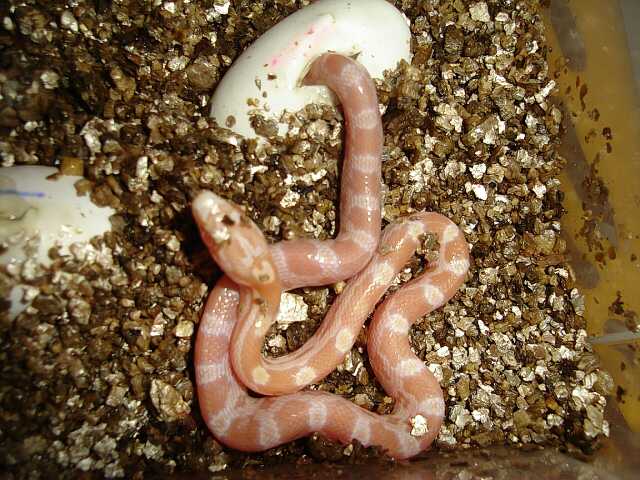 N 3 DSC00184-reducido.jpg