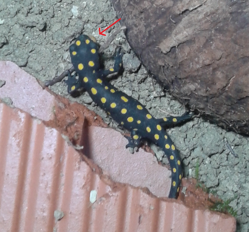 N.s.strauchii comiendo