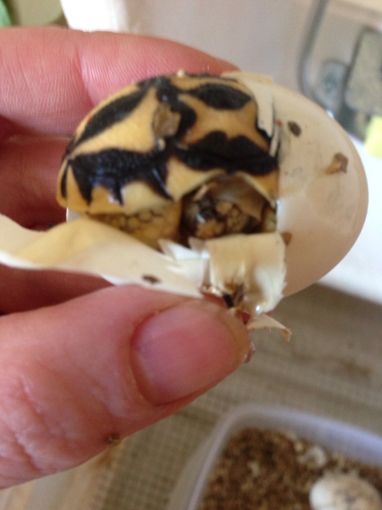 Nacimiento de G. Elegals