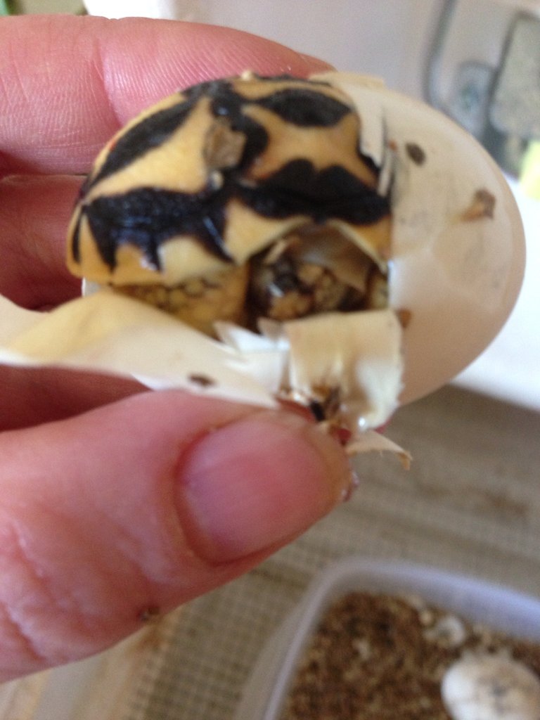 Nacimiento de G. Elegans