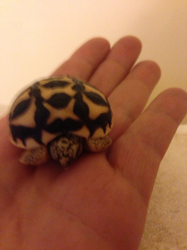 Nacimiento de G.Elegans