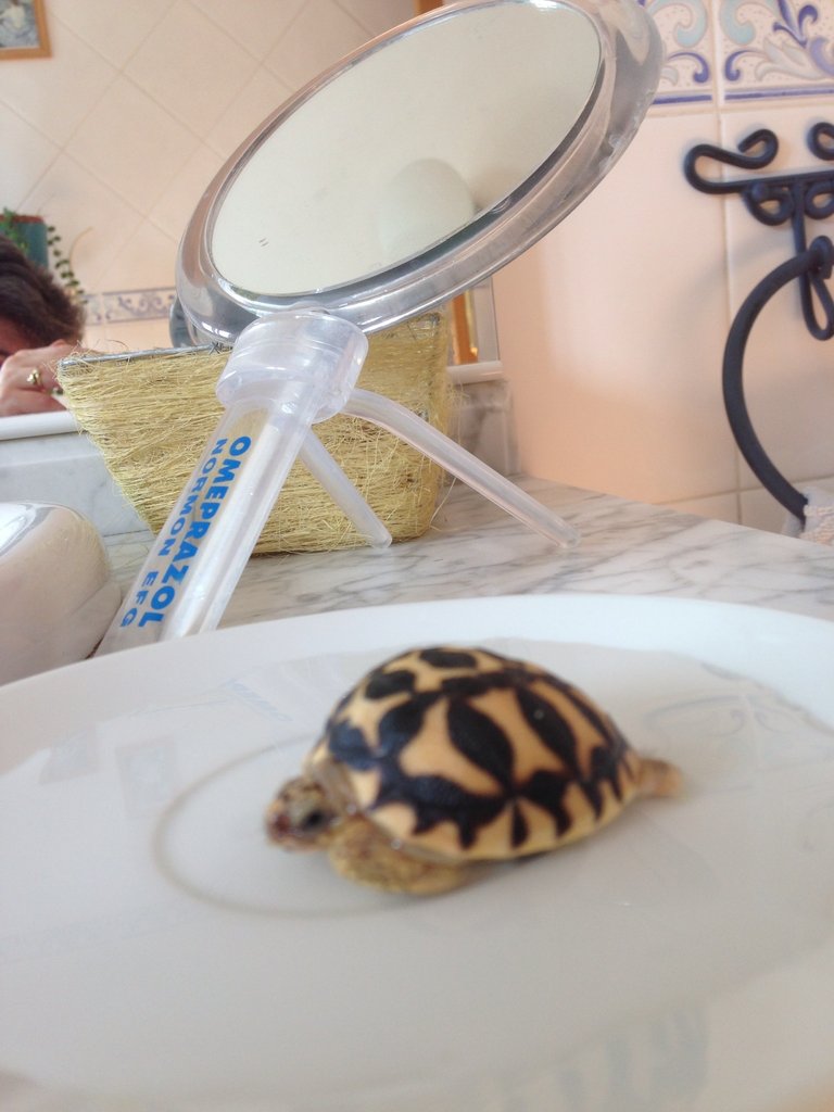 Nacimiento de G. Elegans