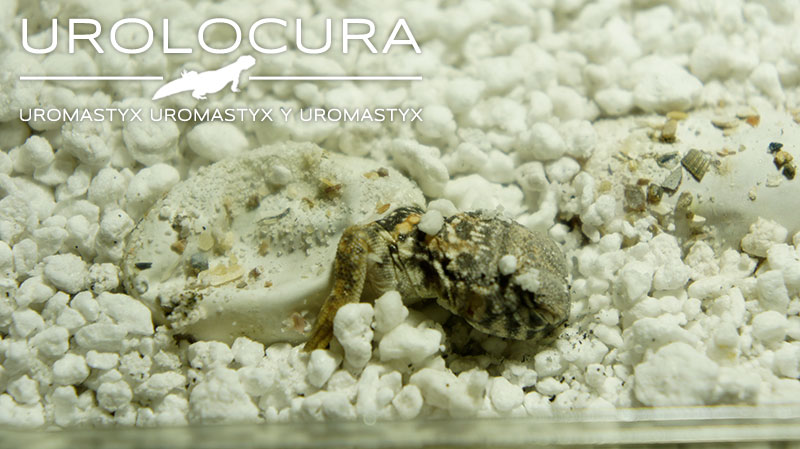 nacimiento geyri amarillo 01