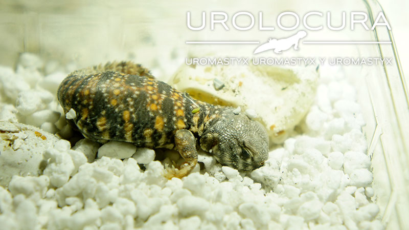 nacimiento geyri amarillo 02