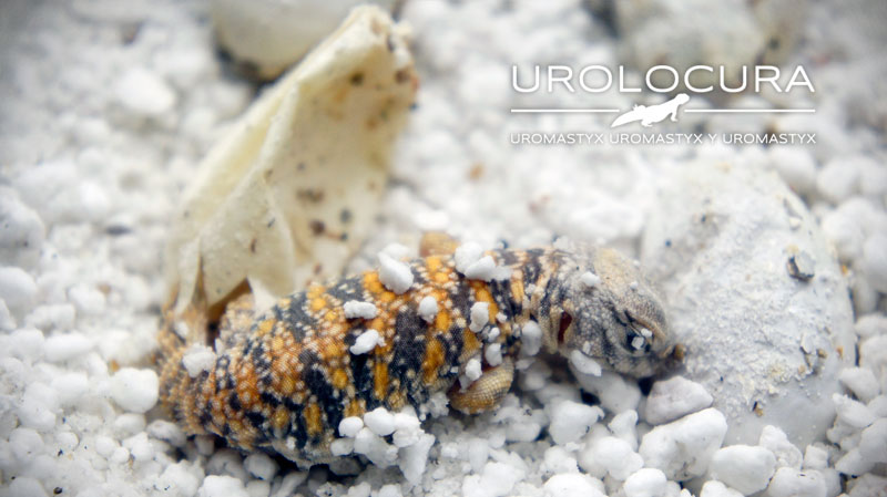 nacimiento geyri amarillo 12