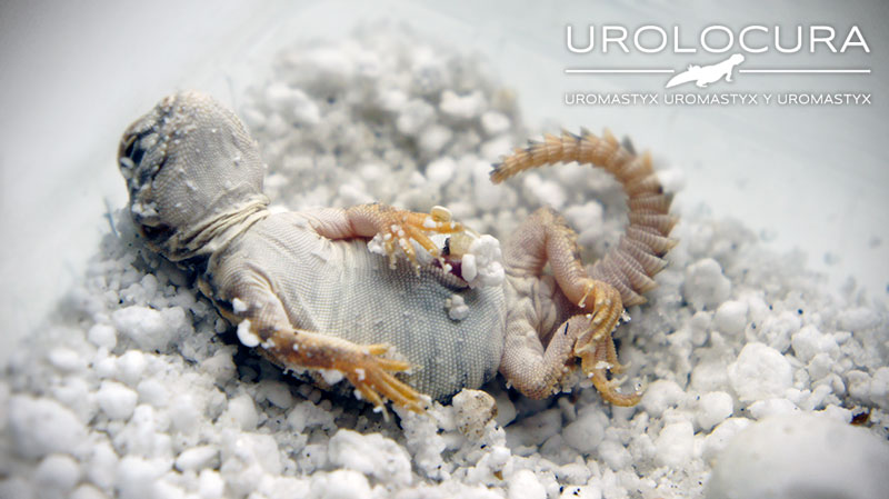 nacimiento geyri amarillo 13