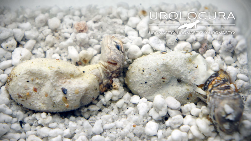 nacimiento geyri amarillo 14