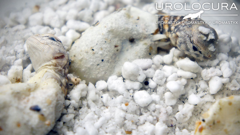 nacimiento geyri amarillo 15