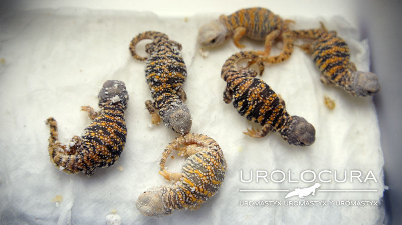 nacimiento geyri amarillo 16