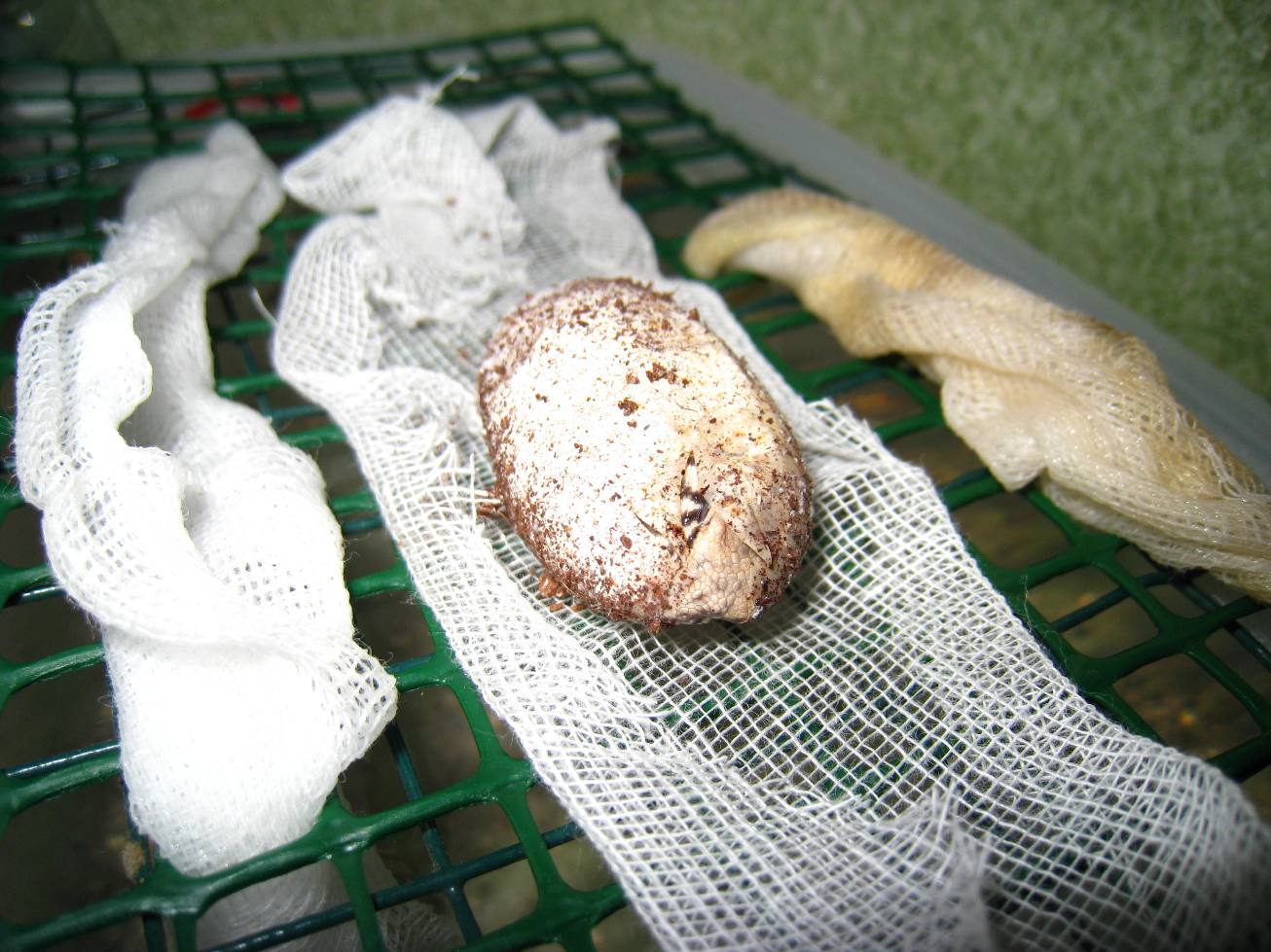 nacimiento ornata.JPG