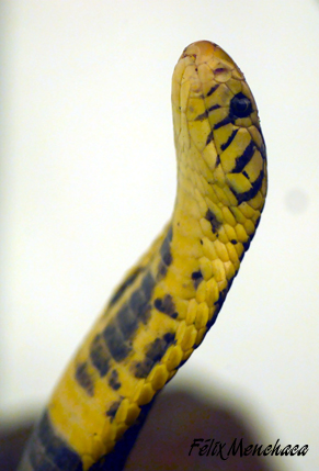 Naja melanoleuca.jpg