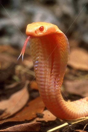 naja naja albina.jpg