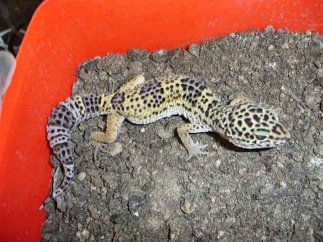 Naoki3 - 05-01-07 ...JPG