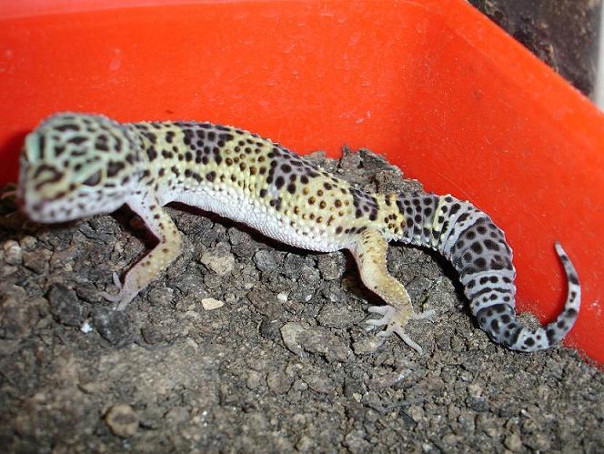 Naoki4 - 05-01-07....JPG