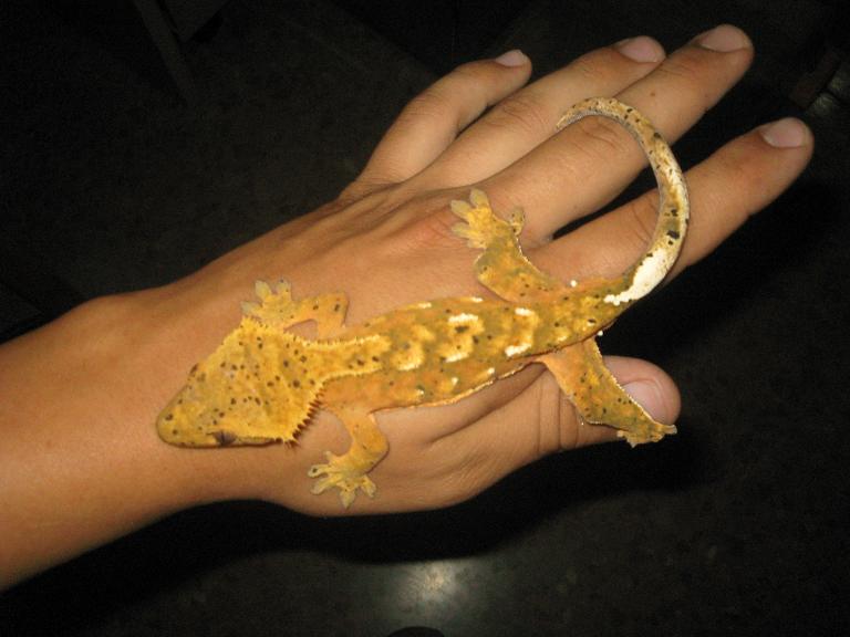 naranjita dalmata.JPG