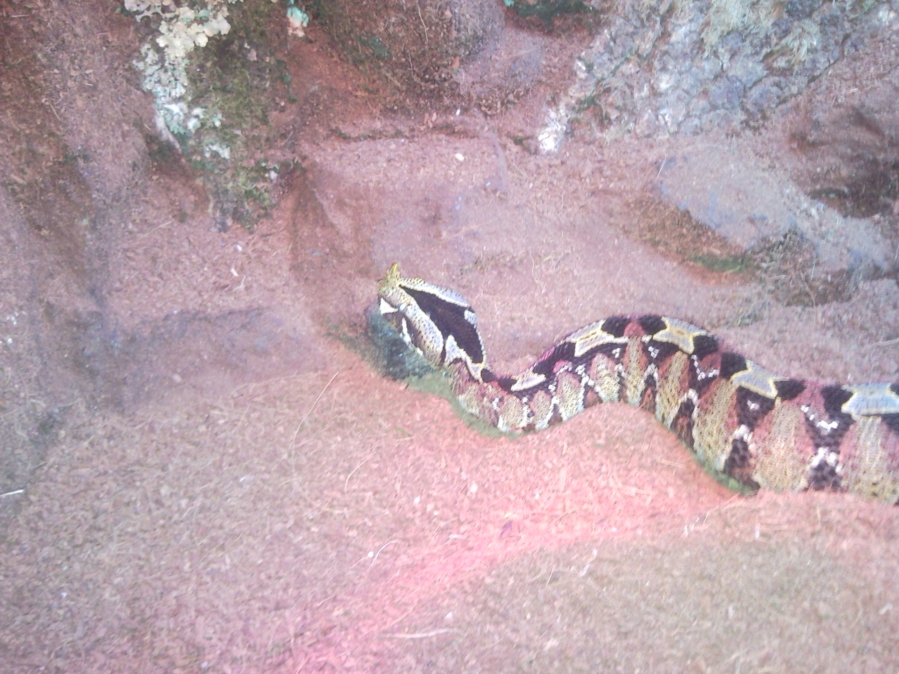 NASICORNIS (3) nueva.jpg