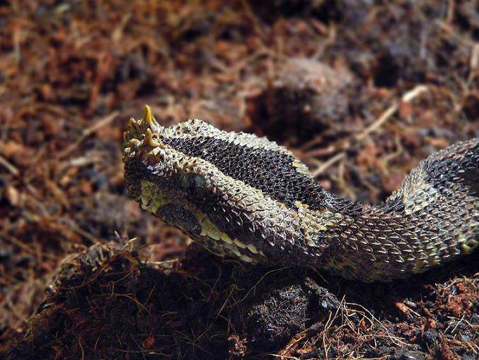 Nasicornis Juvenil.JPG