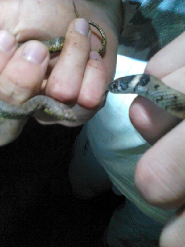 natrix natrix y natrix maura