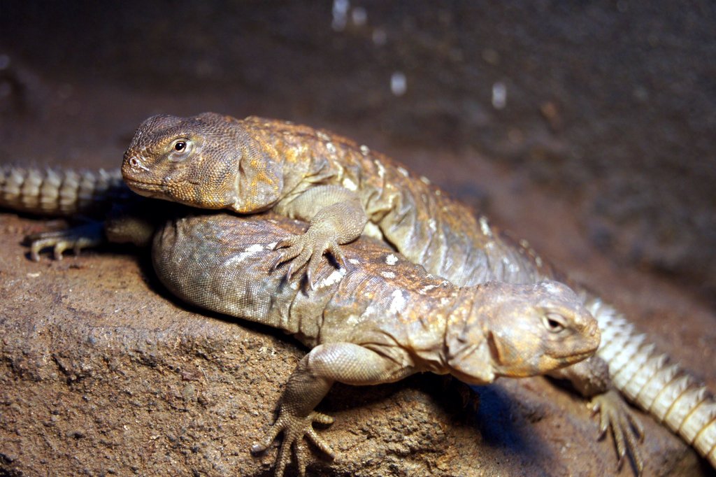&nbsp; &nbsp; uromastyx hembra 2010