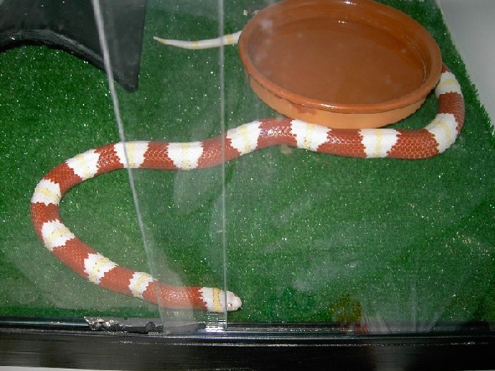 nelsoni alb. mach mio 1.JPG