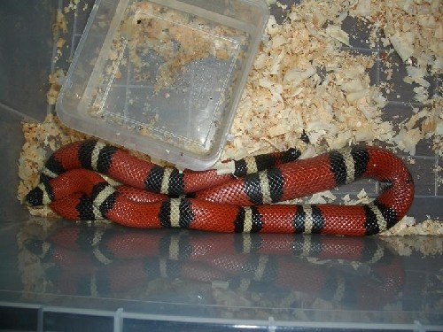 nelsoni hembra primy julio.jpg