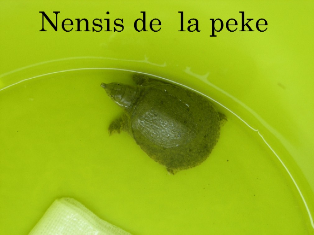 nensis de la peke1.jpg