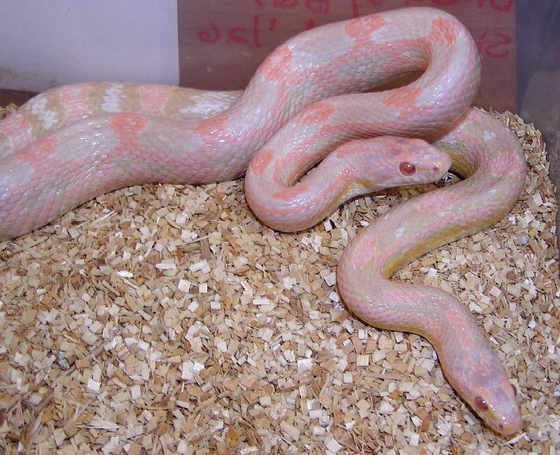 Neon Bubblegum Snows1.jpg