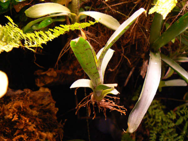 Neoregelia liliputiana.jpg