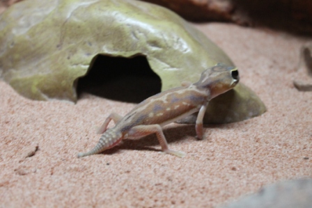 Nephrurus Deleani Female (1).JPG