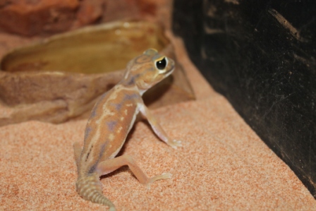 Nephrurus Deleani Female (2).JPG