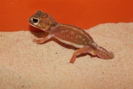 Nephrurus Deleani Male (1).JPG