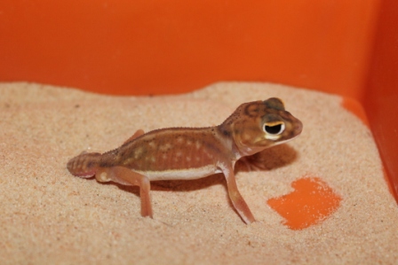 Nephrurus Deleani Male (2).JPG