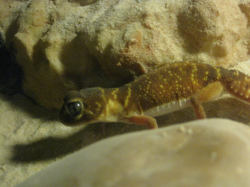 NEPHRURUS LEVIS LEVIS (2)