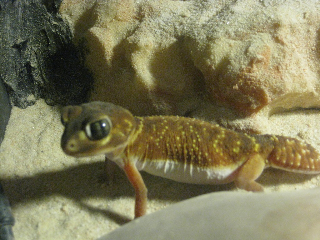 NEPHRURUS LEVIS LEVIS (3)