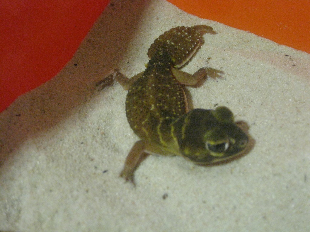 NEPHRURUS LEVIS LEVIS (4)