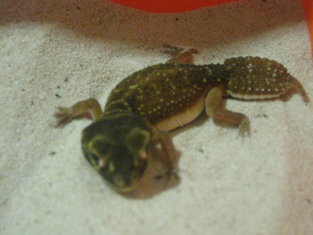 NEPHRURUS LEVIS LEVIS (5)