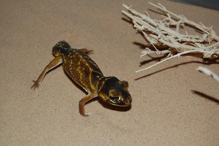 nephrurus levis levis hebra ..JPG