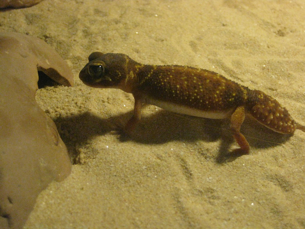 NEPHRURUS LEVIS LEVIS