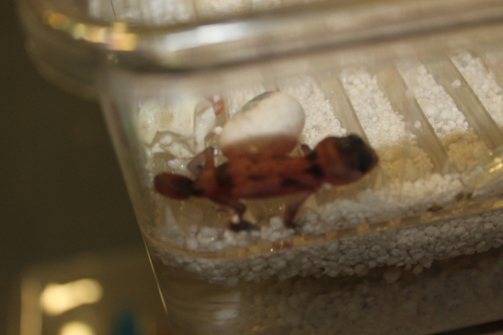 Nephrurus Wheeleri Broken band (1).JPG